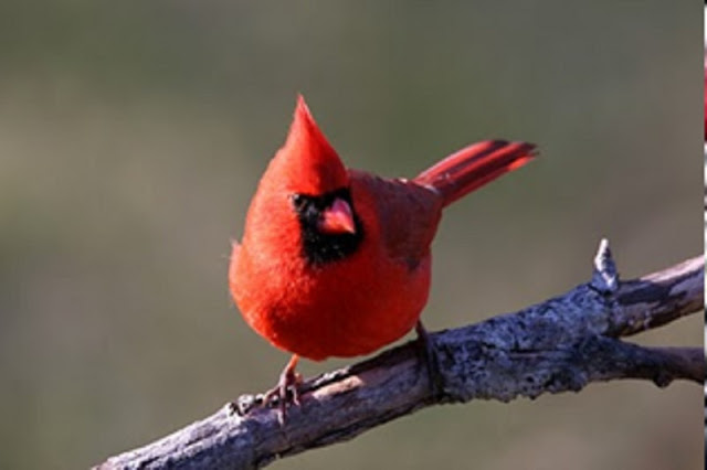 Go Cards!!!!