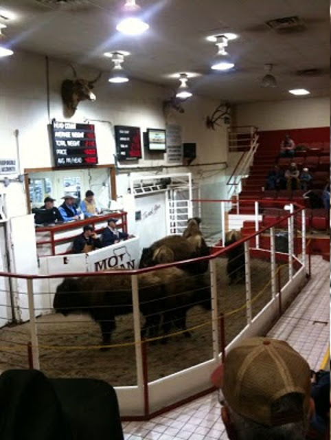 3rd Annual Buffalo Show & Sale