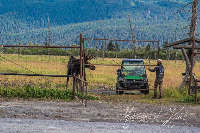 Alaska Wildlife Conservation Center